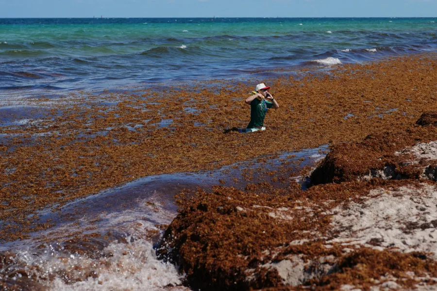 Kokan Sargassum Florida Sahillerini İstila Etti, Sırada Hangi Eyaletler Var