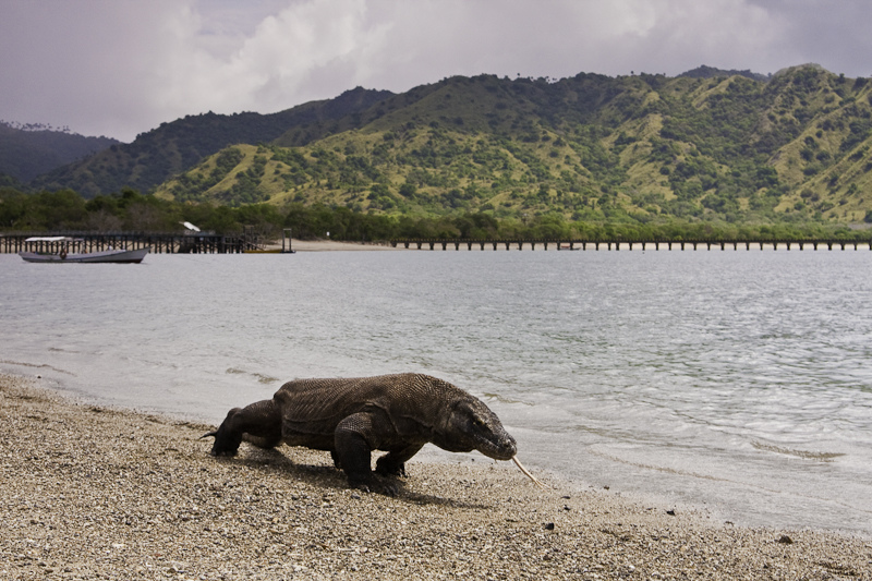 Komodo Adaları'nda Turist Artışı Yeni Tehlikeleri Beraberinde Getiriyor