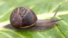 Konsey, Salyangoz Yarışçılarına 'Escargot-away' Dedi