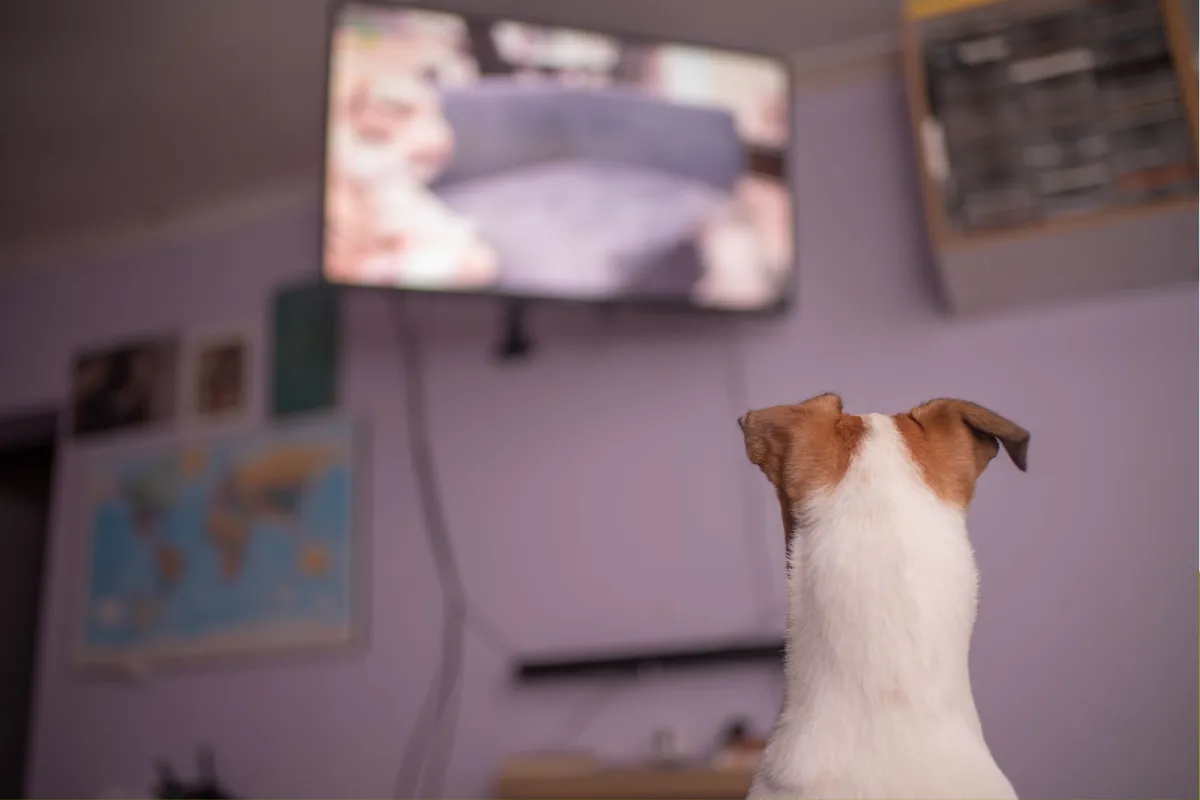 Köpeğiniz Televizyon İzlemekten Gerçekten Zevk Alıyor mu
