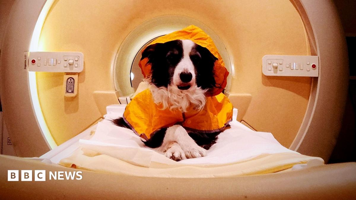 Köpeğinize Gülümsemek Neden Önemli? Bilim İnsanları Açıkladı