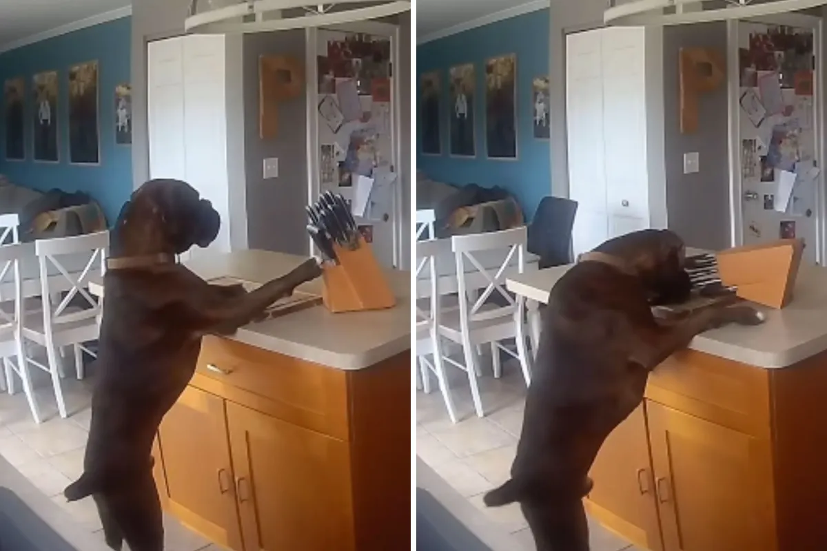 Köpeğinizi Tehdit Eden 10 Günlük Tehlike