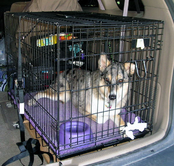 Köpeğinizin Kafesten Çıkmaya Hazır Olduğunu Gösteren 4 İşaret