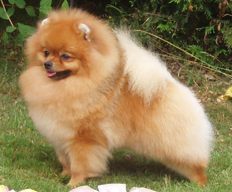 Köpeğinizin Sizden Gizlice Nefret Etmesine Neden Olan 5 Alışkanlık
