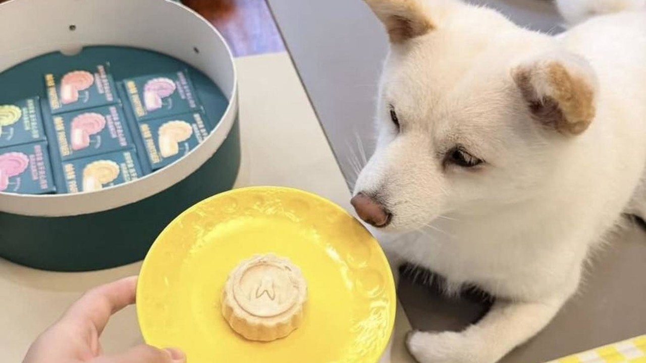 Köpeğe ay pastası mı? Çin ikonik bayram atıştırmalığını yeniden icat ediyor