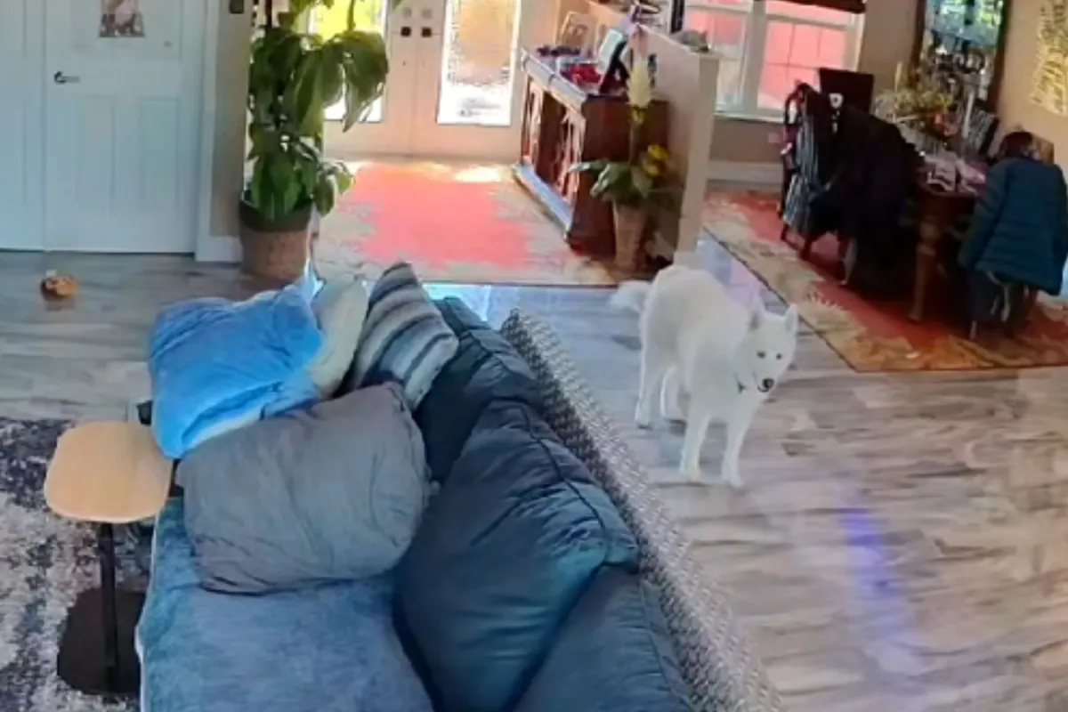 Köpeğinizde Ayrılık Kaygısı: Veterinere Başvurmanız Gereken İşaretler