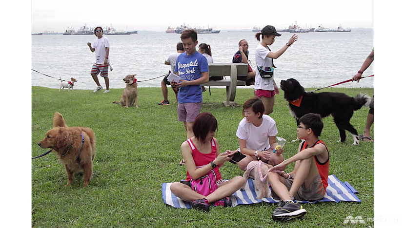 Köpek Eğitmenleri İçin Yeni Hayvan Refahı Kuralları: Pozitif Pekiştirme Öncelikli