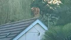 Köpek İki Katlı Evin Çatısında Mahsur Kaldı, Kurtarıldı