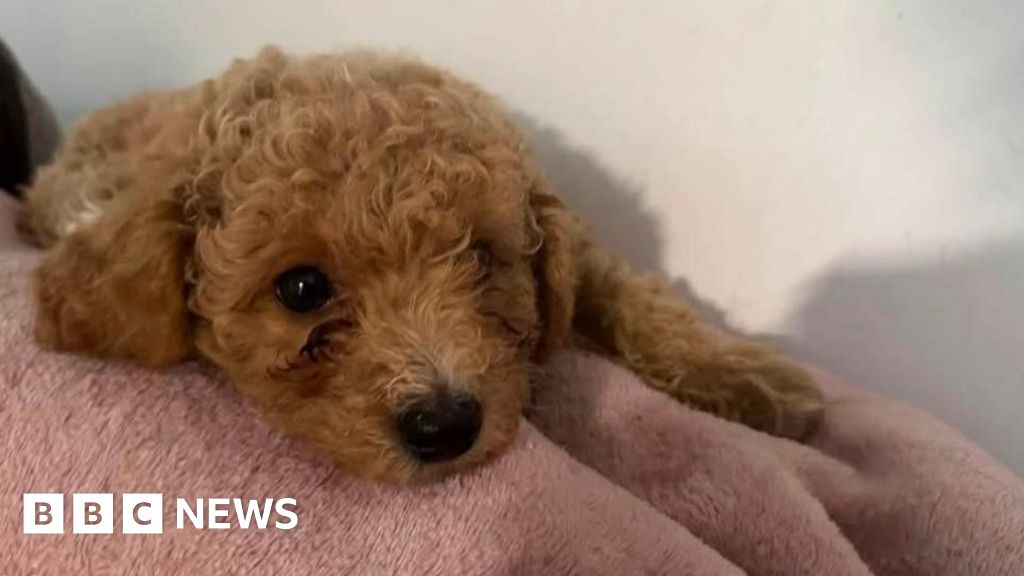Köpek sahibi: Bakımcı evcil hayvanımın memesini kesip tutkalla yapıştırdı