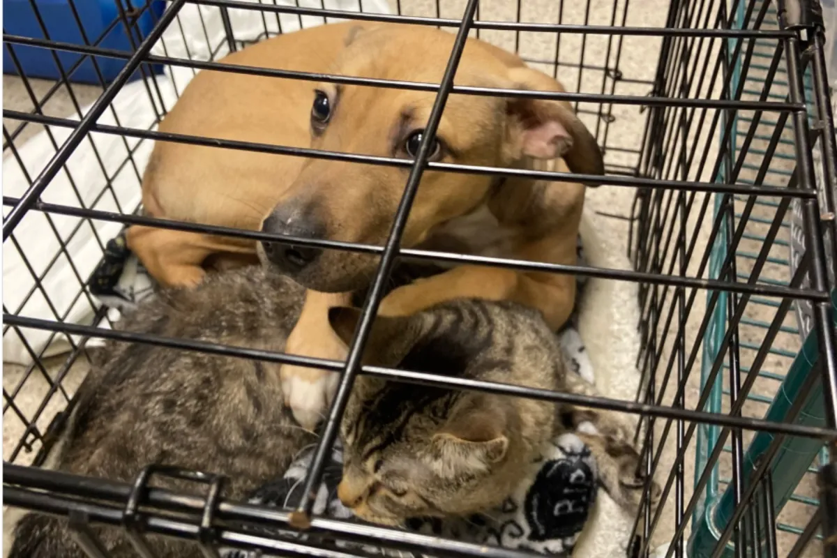 Köpek, terk edildikleri barınak önünde kediyi korudu
