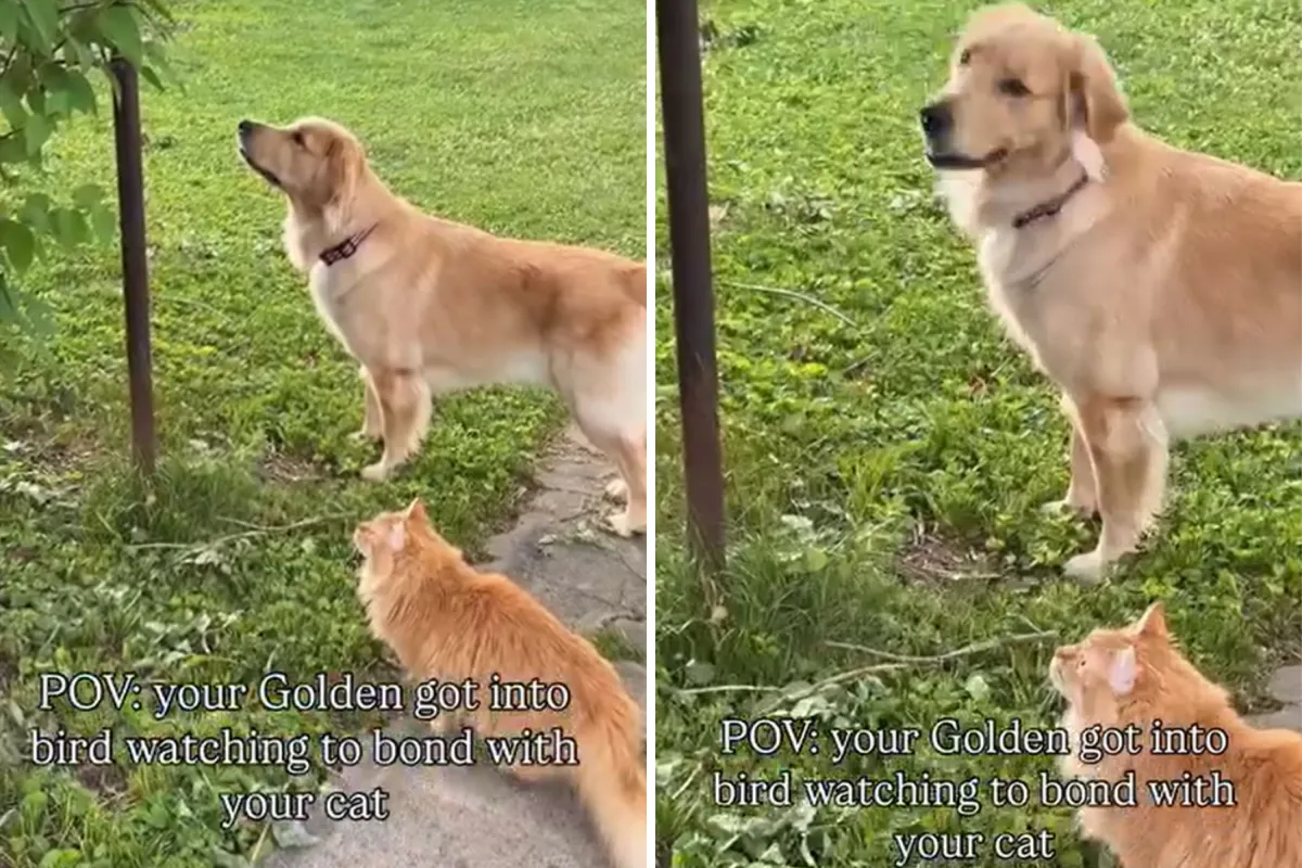 Köpek ve Kedi Arkadaş Olabilir mi