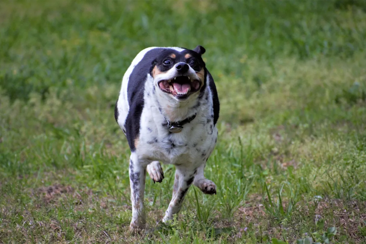 Köpekler Aniden Neden Çılgınca Koşar? Veteriner Uyarıyor: Kırmızı Bayrak Ne Zaman