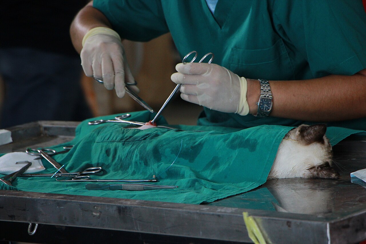 Köpeklerde Cerrahi Sonrası Bakım: Veterinerden 3 Önemli Tavsiye