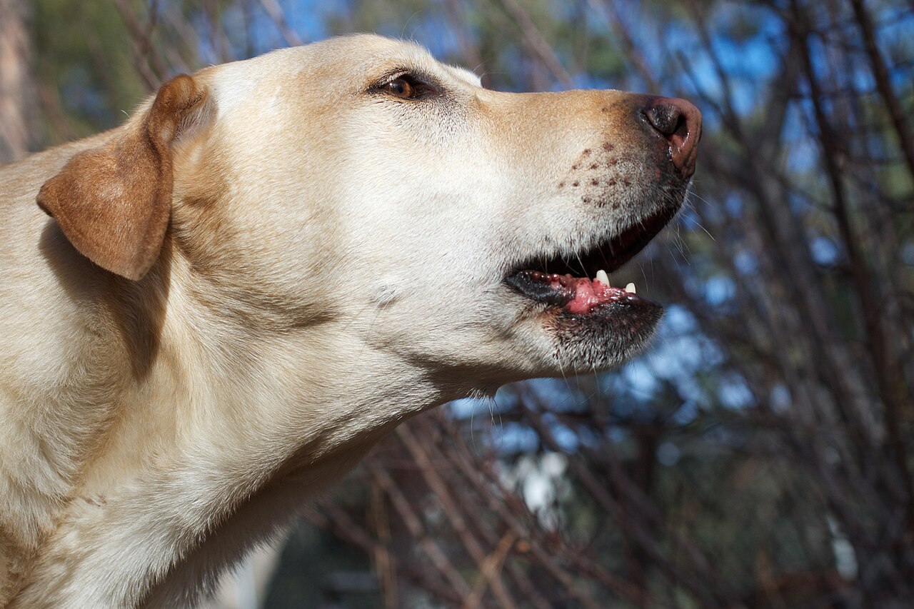 Köpeklerin Havlaması Duygularını Ele Veriyor: Yapay Zeka Analizi