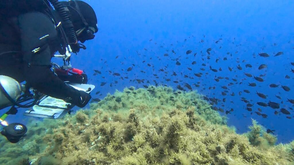 Korsika'daki Scandola Doğa Koruma Alanı Turizm Baskısı Altında
