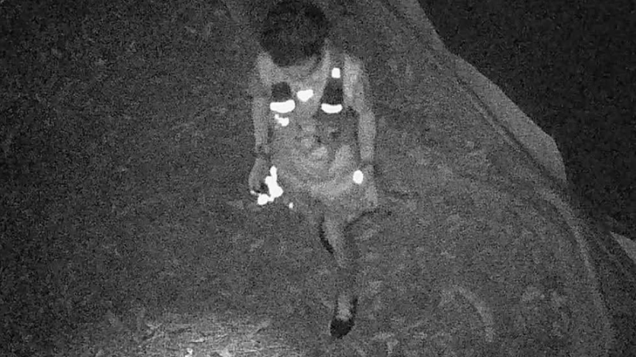 Kowloon Parkı'nda Sokak Kedilerine Zehir: Bir Kişi Gözaltında