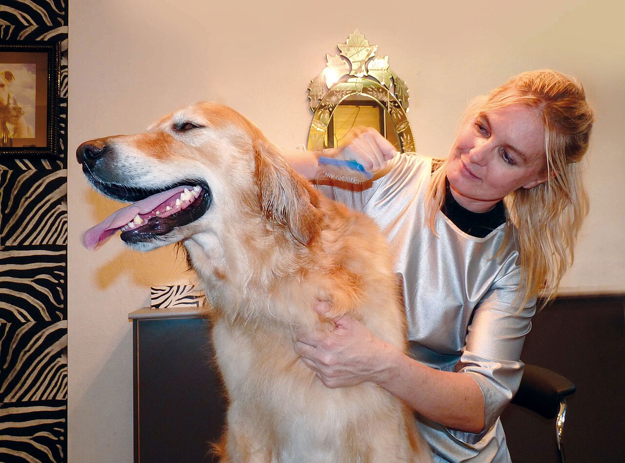 Kuaförden Sonra Köpeğinizin Özgüveni Neden Artar