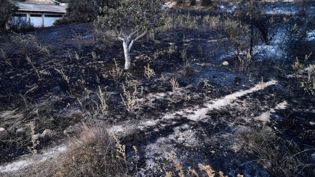 Kuzey Afrika'da Sıcak Hava Dalgası: Cezayir'de Orman Yangınlarında 12 Ölü