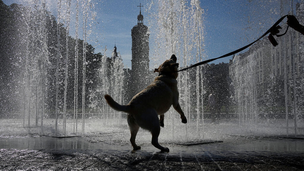 La Vie en Paws: Fransa'nın evcil hayvan tutkusu