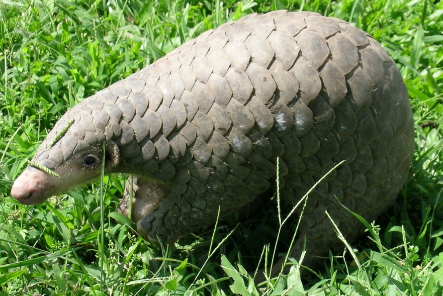 Laos'ta turistlere pangolin pulu, ayı safrası ve kaplan kemiği satan gizli dükkanlar