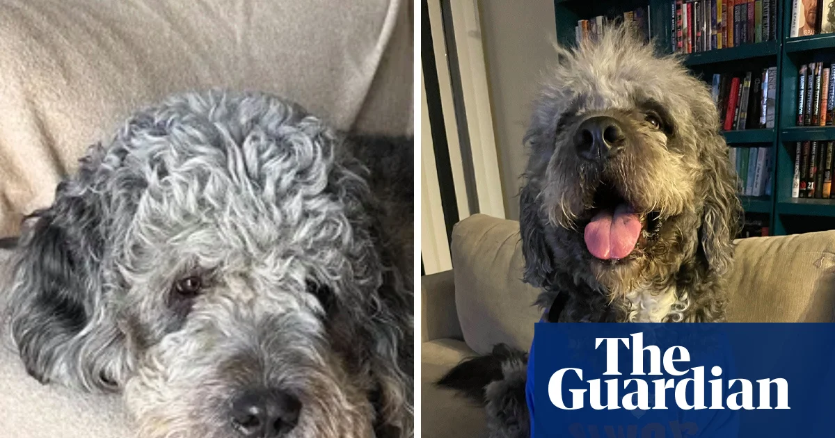 LAPD'nin köpek vurma anına ait kamera kaydı yayınlandı