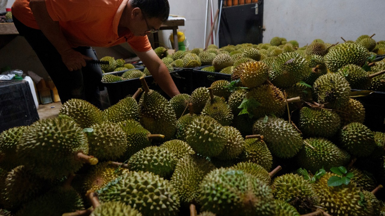 Malezya, Çin'e kara yoluyla durian ihracatı için harekete geçti