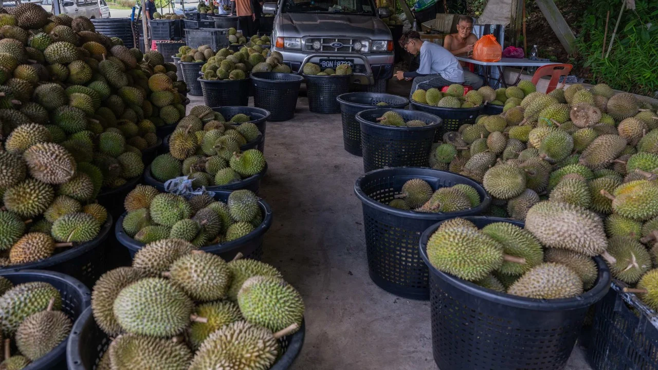Malezya lideri Anvar, düşen durian fiyatları için Çin'e gidiyor