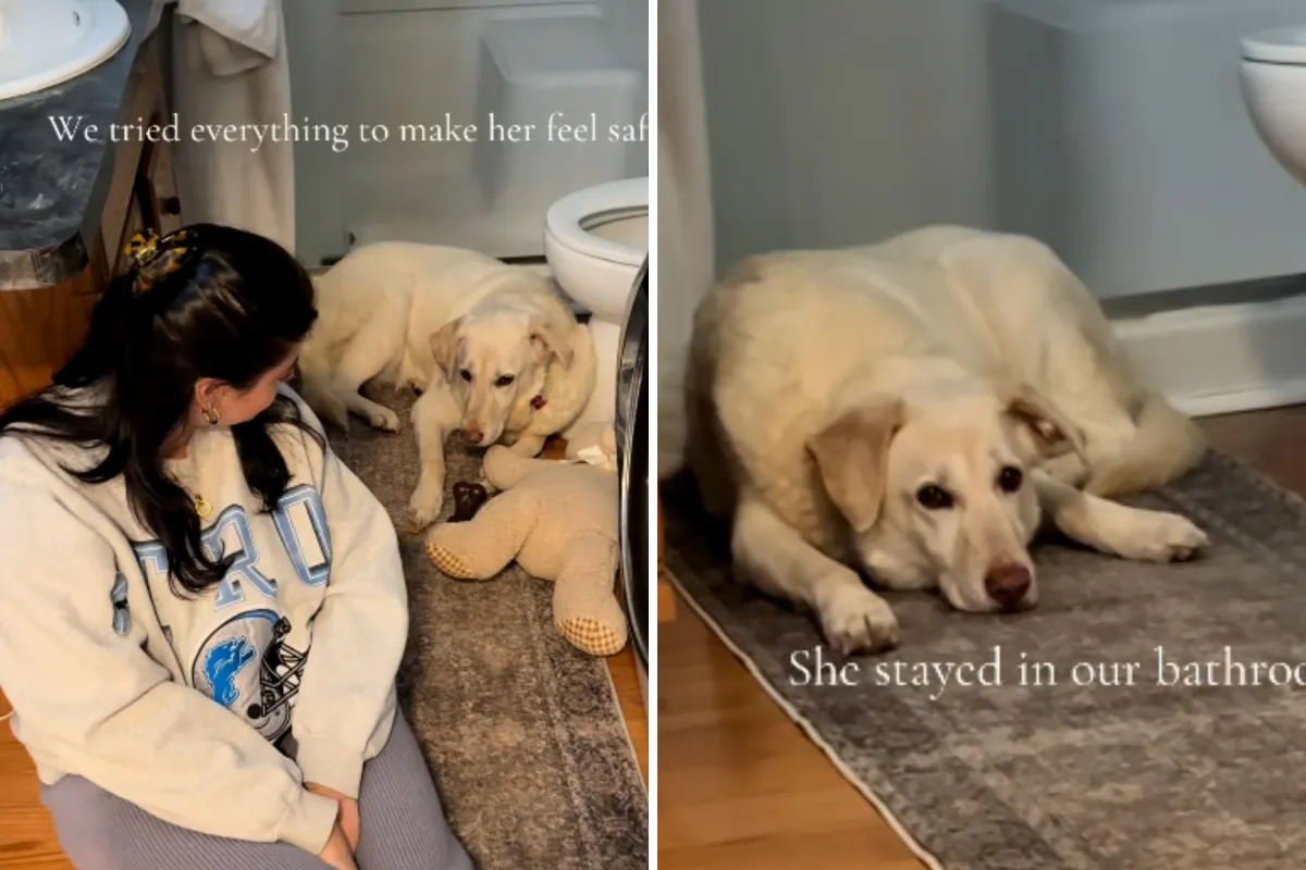 Michigan'da Yaşlı Köpek Yeni Yuva Buldu