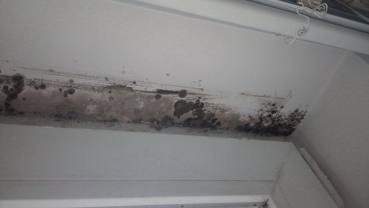 Mold Sorunu İçin 300 Bin Dolar Harcayan Anne: Asıl Kabus Yeni Başlıyordu