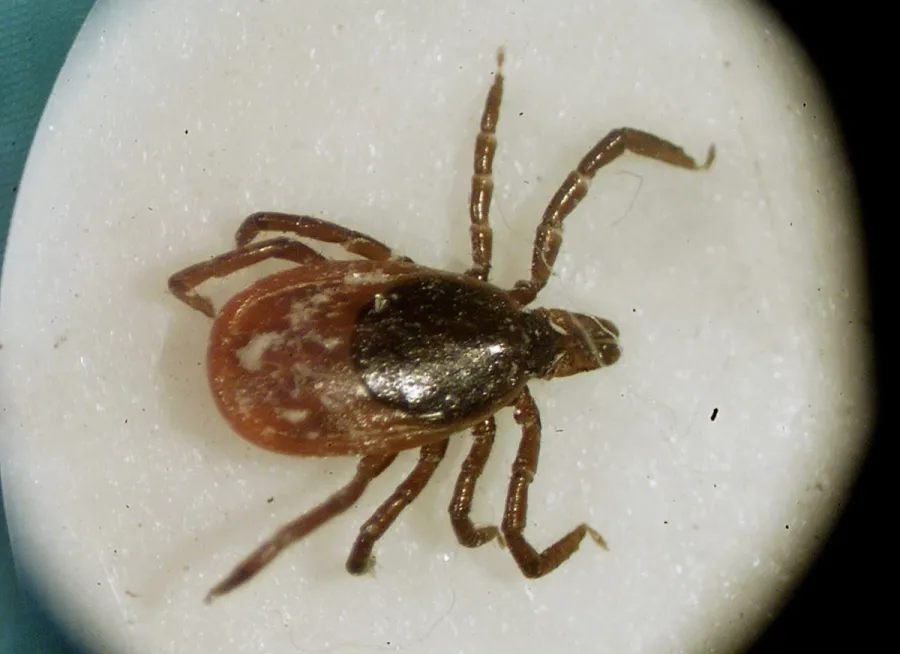 Nadir Lyme hastalığı türü yeni eyalette görüldü