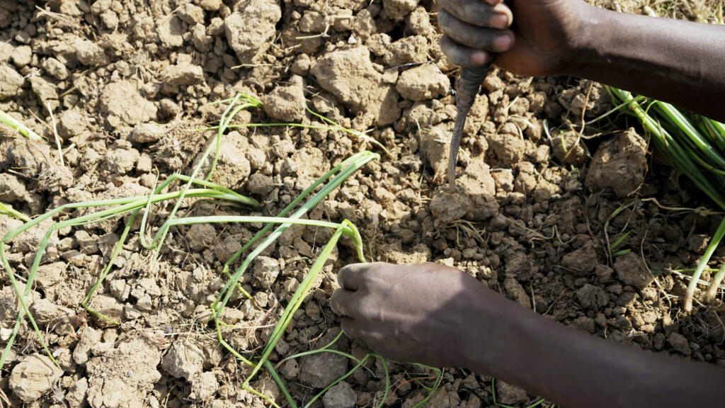 Nijerya-Gana Soğan Krizi: Batı Afrika Serbest Ticaretinin Sınavı
