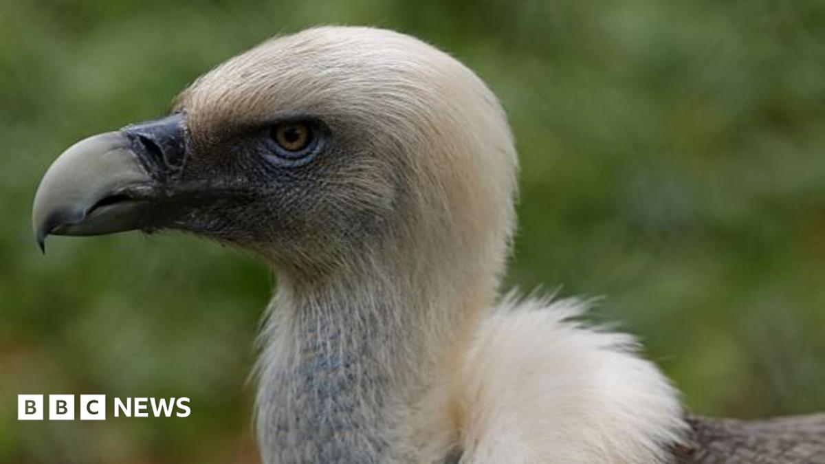 Nijerya'da Akbaba Yok Oluyor: 'Akbaba Kralı' Türü Kurtarmak İçin Mücadele Ediyor