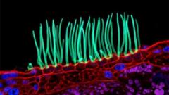Nikon Fotoğraf Yarışmasında Minik Görsel Tartışma Yarattı