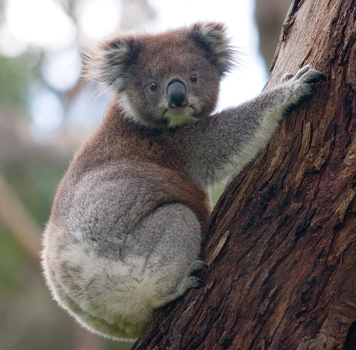 NSW Yeşiller Milletvekili, Federal Meslektaşlarına Koala Parkı Anlaşmasını Bloke Etmeyin Çağrısı Yaptı