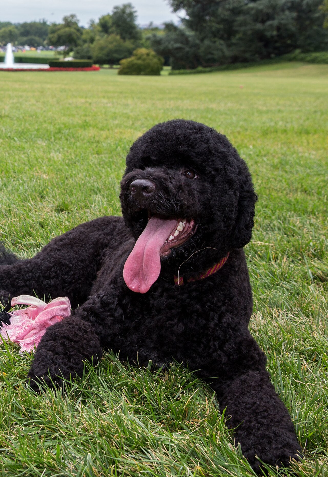 Obama ailesinin köpeği Sunny hayatını kaybetti