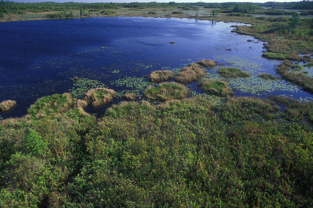 Okefenokee Bataklığı UNESCO Yolunda
