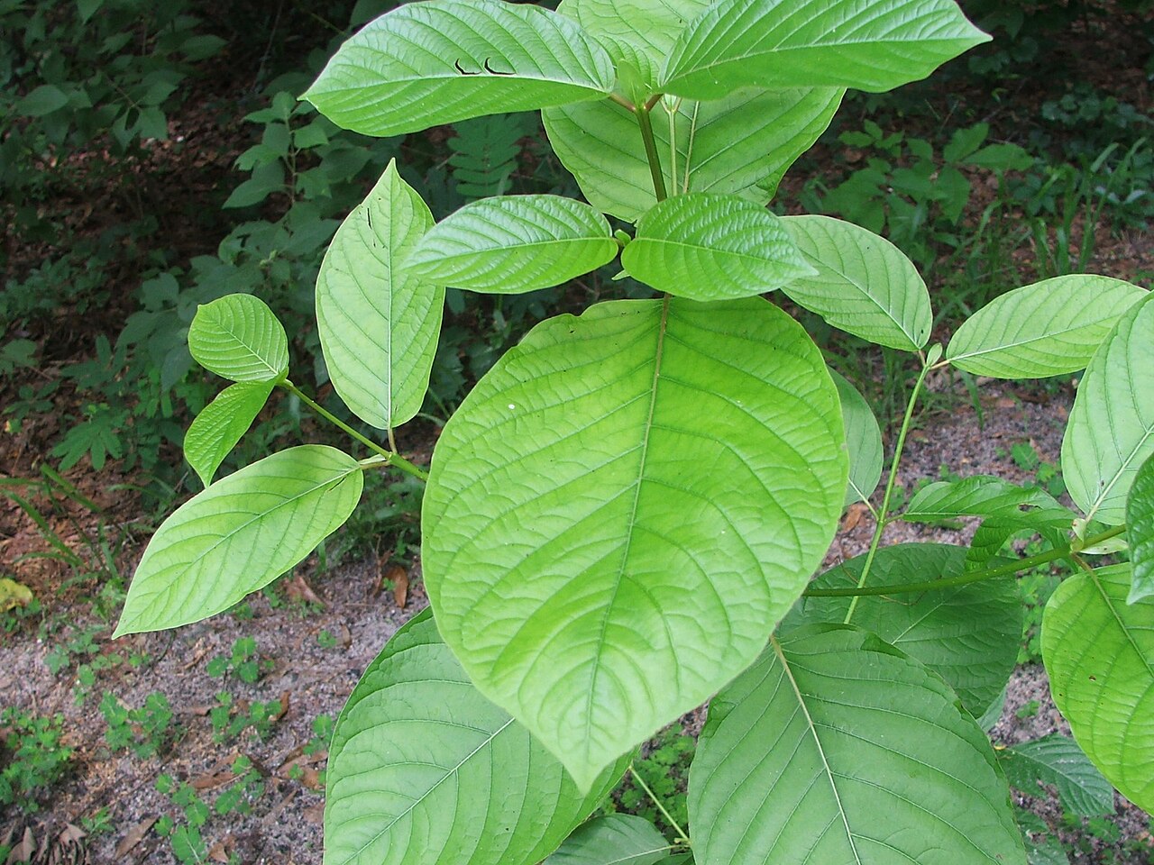 Ole Miss Öğrenci Ölümleri: Kratom Paketleri Bulundu, Polis Uyardı