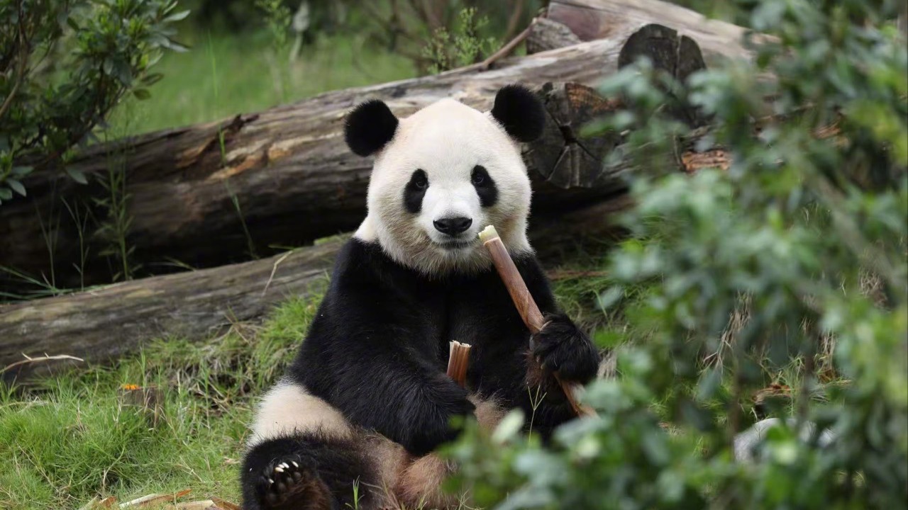 Panda Diplomasisi: Çin'in Elçilerini Ağırlayan Ülkeler
