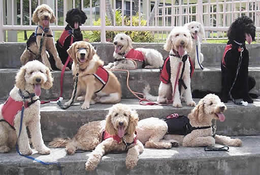 Parkta Çiftleşen Köpeklerin Sahibi Şoke Oldu: DNA Testi Ortaya Çıkardı