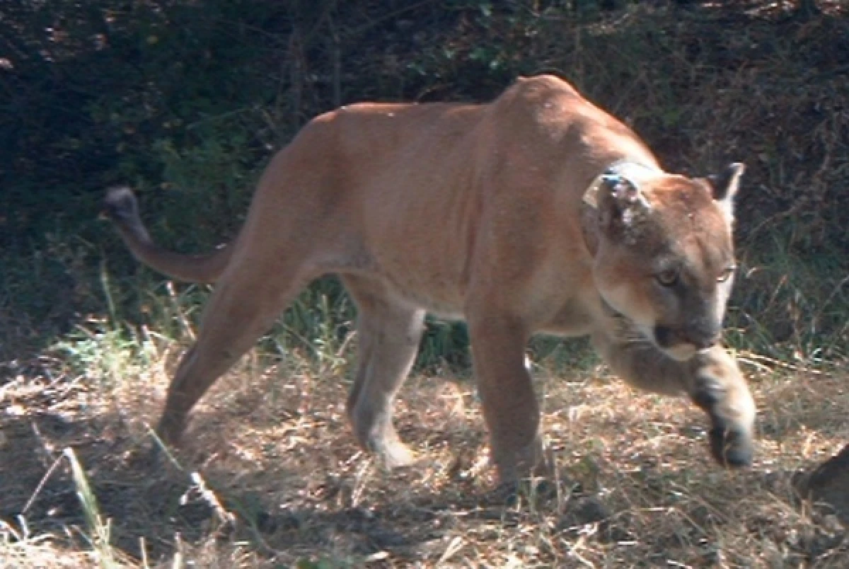 Puma Korkusu Geyikleri Yoldan Uzak Tutuyor