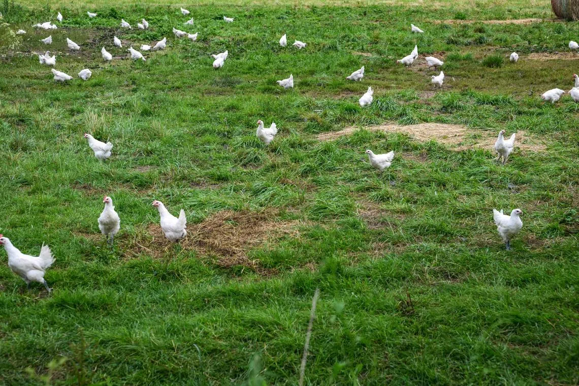 Rekor sıcaklıklar Fransa'da kümes hayvanlarını yok etti