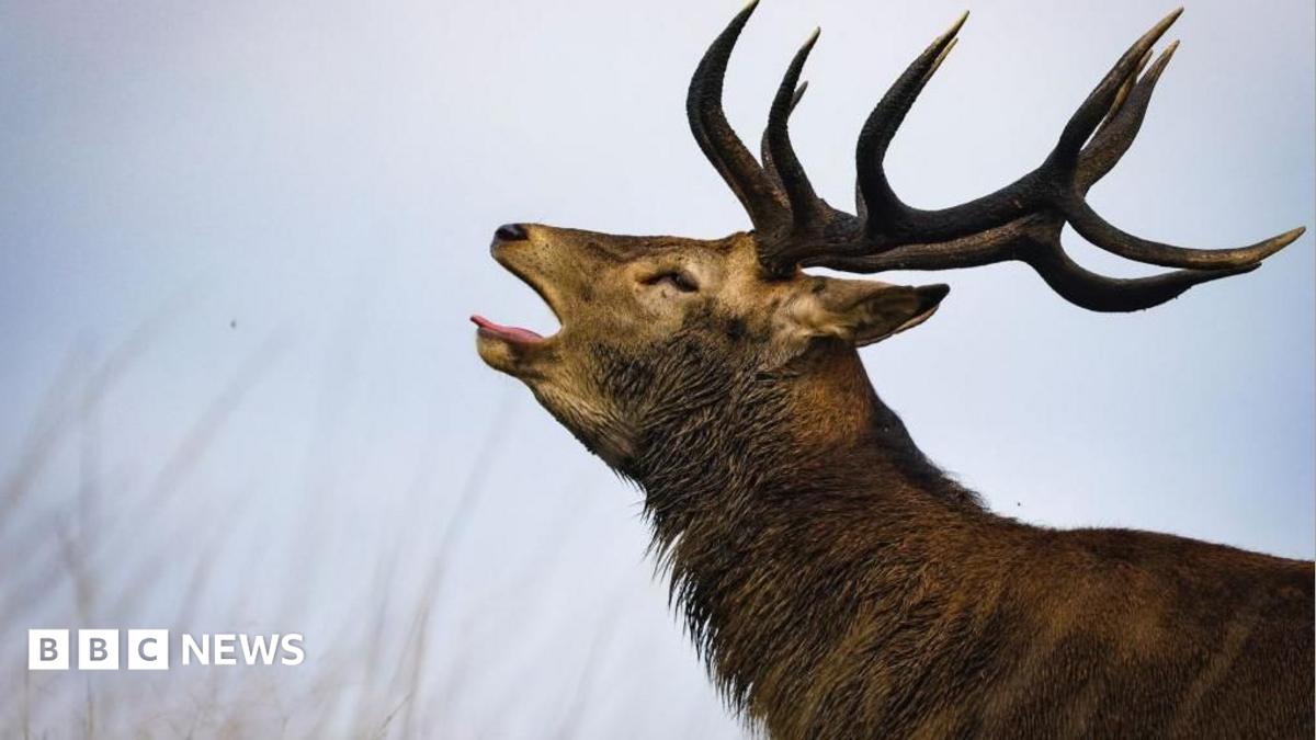 Richmond Park'ta geyik saldırısı: Adam hastaneye kaldırıldı
