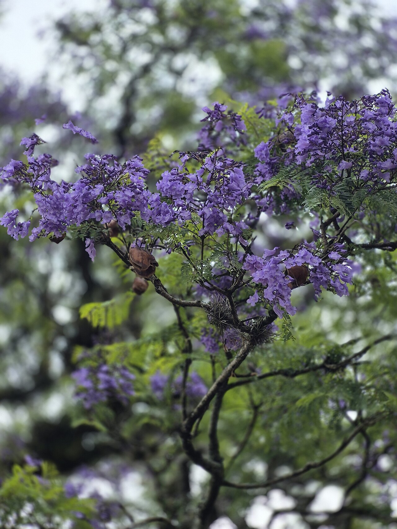 Ruanda Soykırımının Mirasını Romanlaştıran Ödüllü Eser: 'Jacaranda