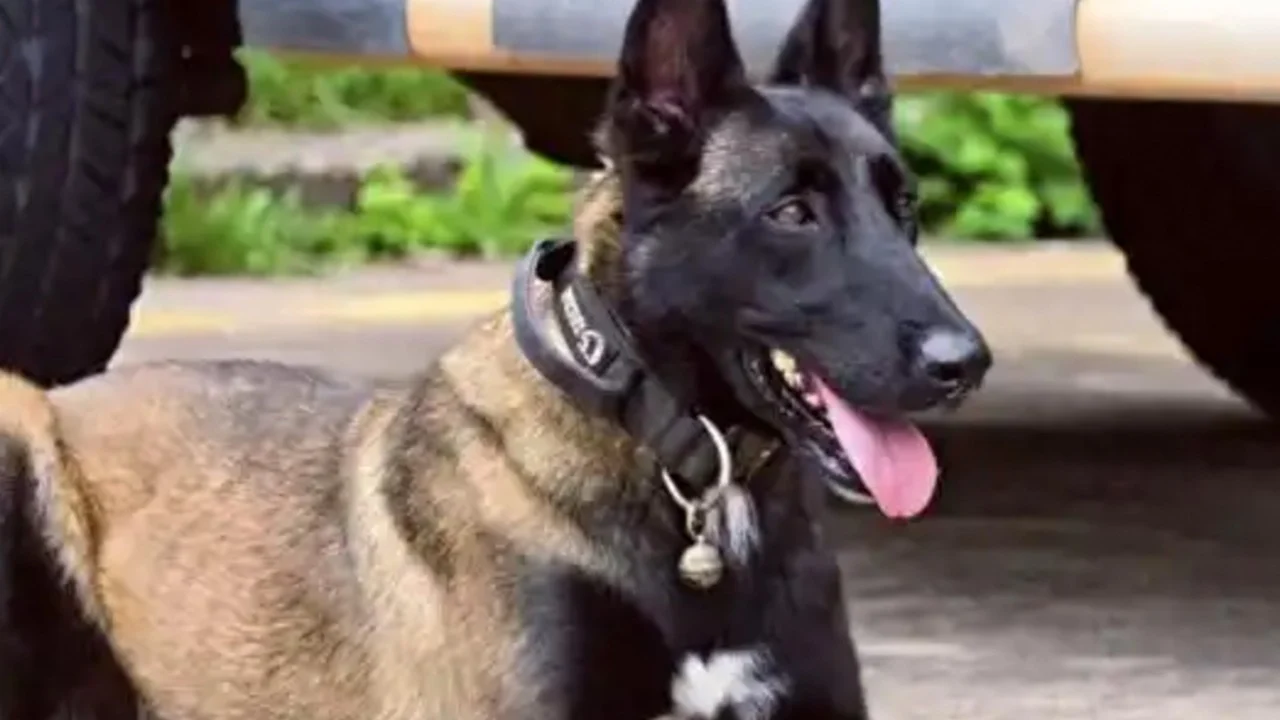 Sadık Polis Köpeği Çin'i Ağlattı: Yaralı Sahibini Beklerken Yemek Yemedi