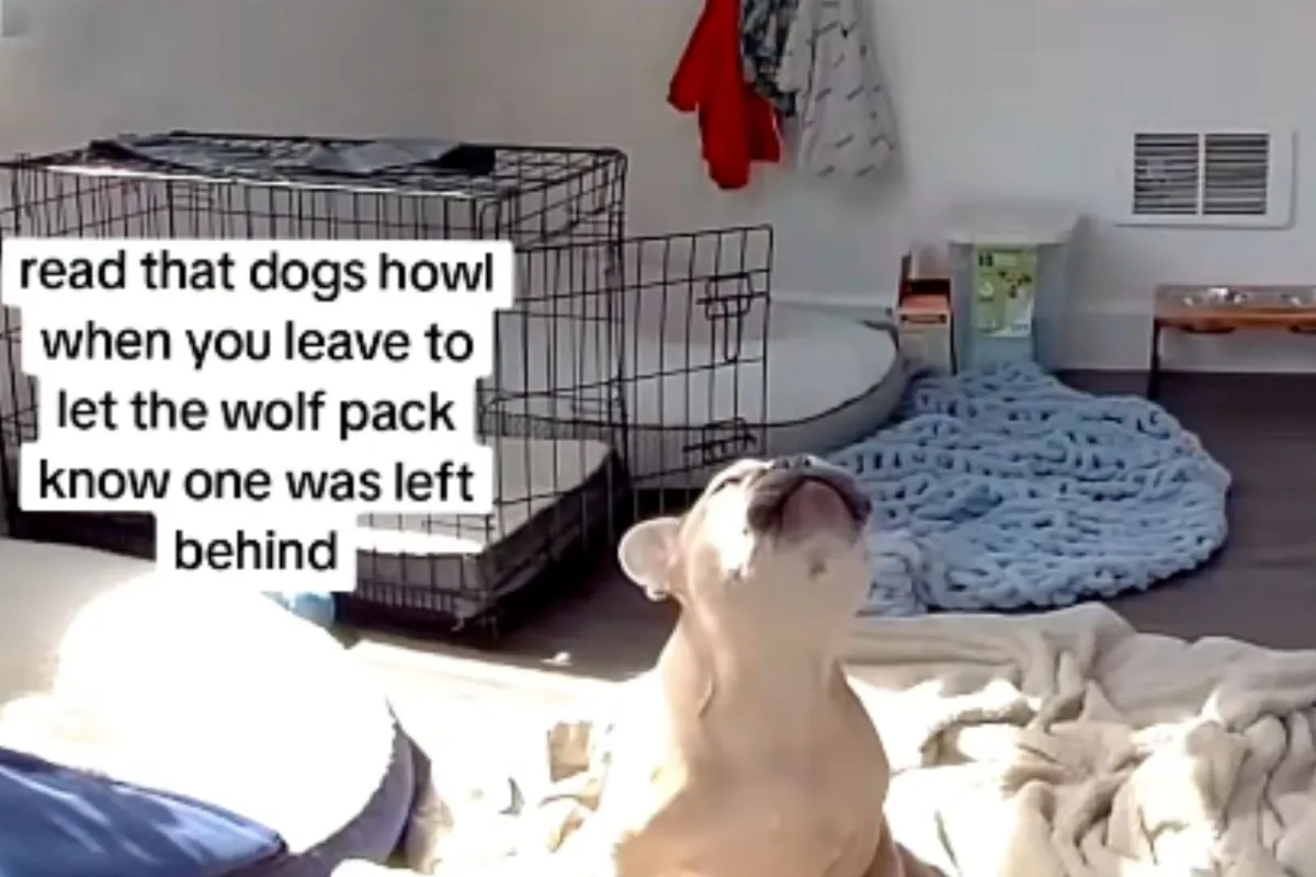 Sahibi Fransız Bulldog'unu Evde Yalnız Bıraktı, Kamera Şaşkına Çevirdi