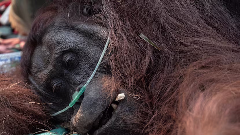 Sampurna'yı Kurtarmak: Endonezya'daki Orman Yangınlarında Zayıflayan Orangutan Çiftçi Tarafından Kurtarıldı