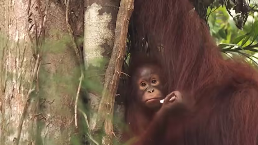 Sarawak'ta Orangutanlar İçin Haze Alarmı: Drone'lu İzleme