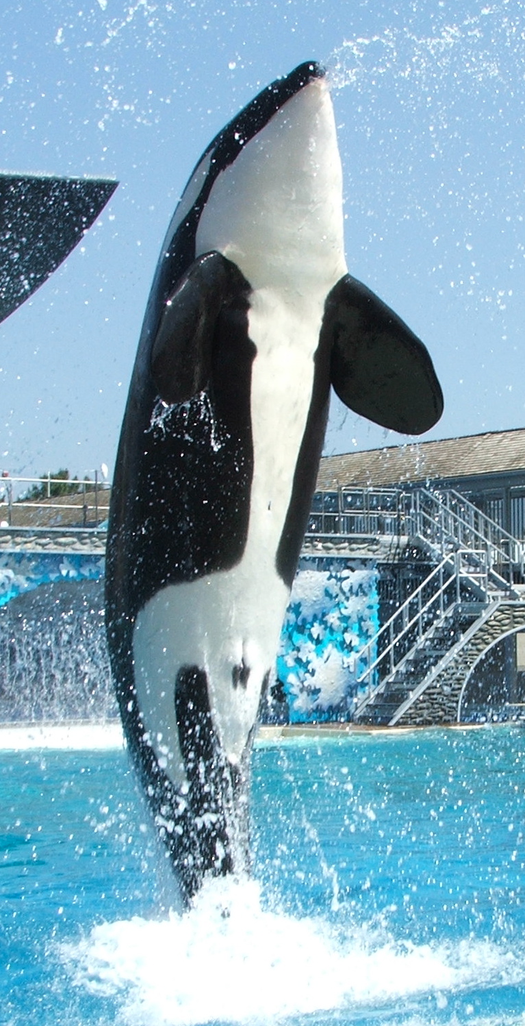 SeaWorld, kapalı Kanada eğlence parkındaki 30 balinayı kurtarmak için devreye girdi