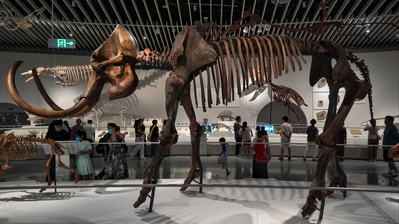 Shenzhen Doğa Tarihi Müzesi: Dinozor Fosillerinden Gök Taşlarına