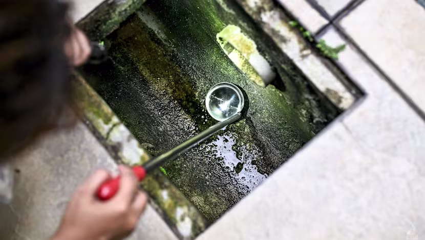 Singapur’da Hızlı Yayılan Dang Salgını: 135 Vaka Tespit Edildi
